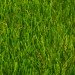 Limonta SoccerPro MF DIAMOND 50
